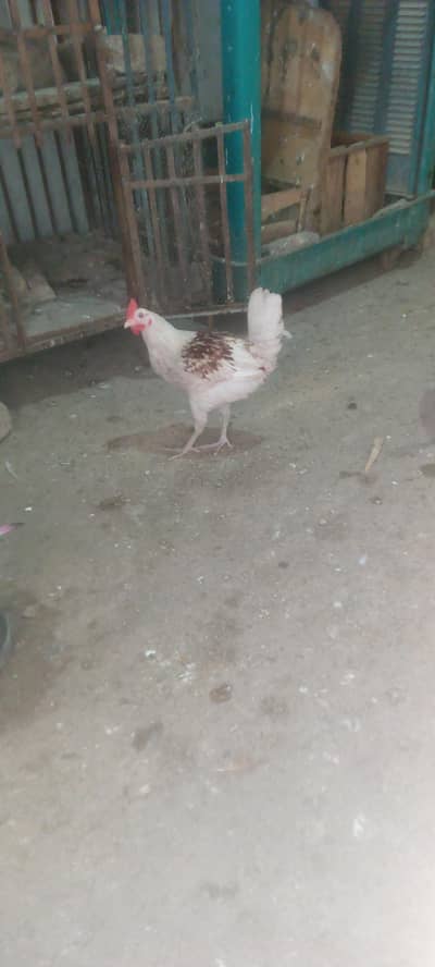 Desi golden cross 3 male pathy for exchange