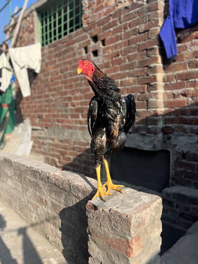 اصیل شامو پیئر ہوم بریڈ ارجنٹ فور سیل