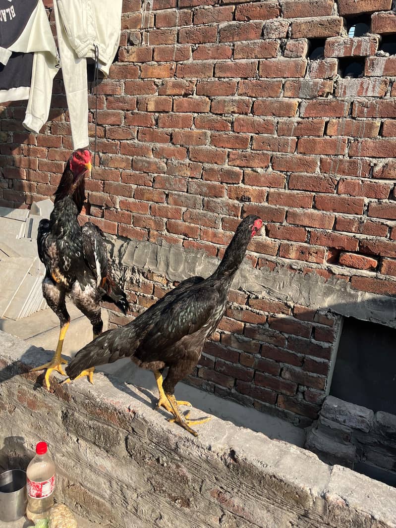 اصیل شامو پیئر ہوم بریڈ ارجنٹ فور سیل 1