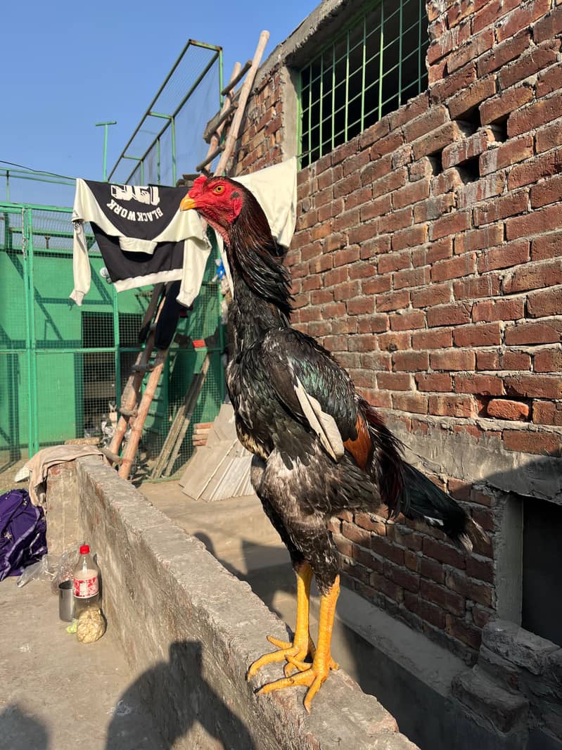 اصیل شامو پیئر ہوم بریڈ ارجنٹ فور سیل 2