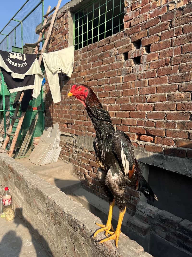 اصیل شامو پیئر ہوم بریڈ ارجنٹ فور سیل 4