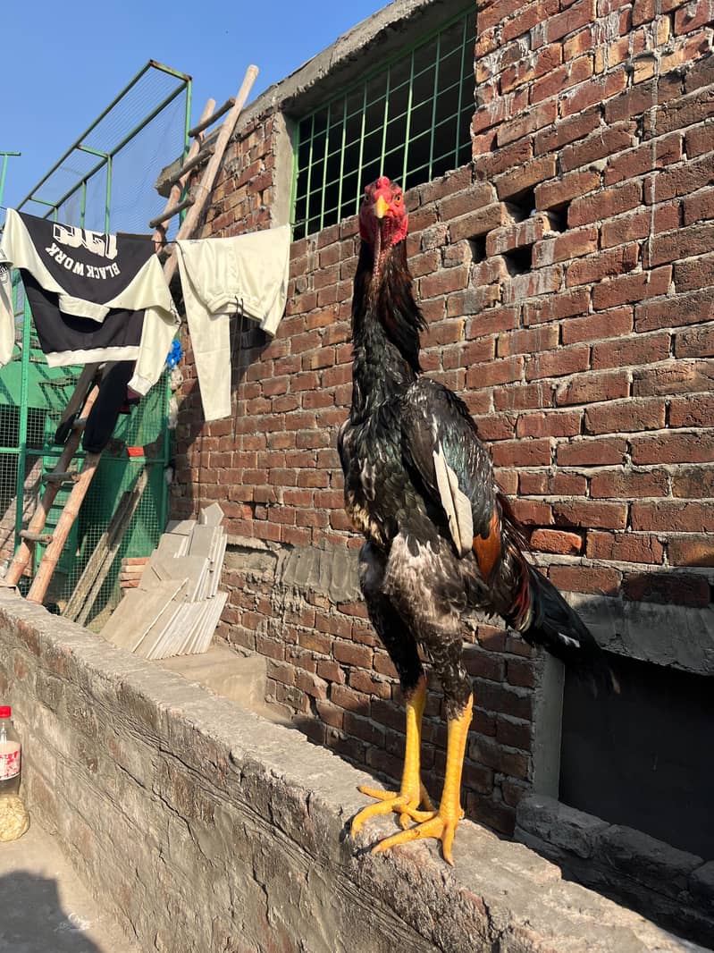 اصیل شامو پیئر ہوم بریڈ ارجنٹ فور سیل 5