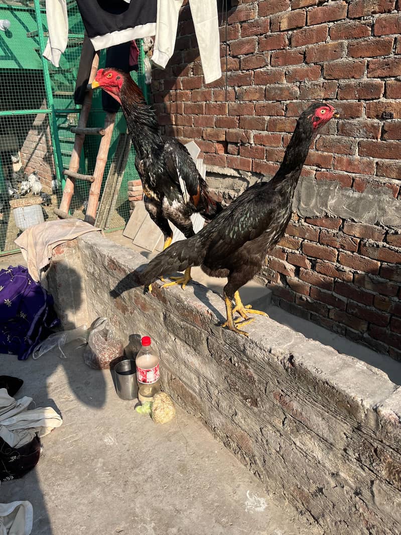 اصیل شامو پیئر ہوم بریڈ ارجنٹ فور سیل 6