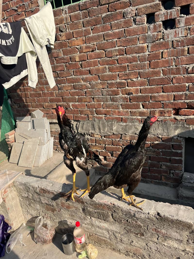 اصیل شامو پیئر ہوم بریڈ ارجنٹ فور سیل 7