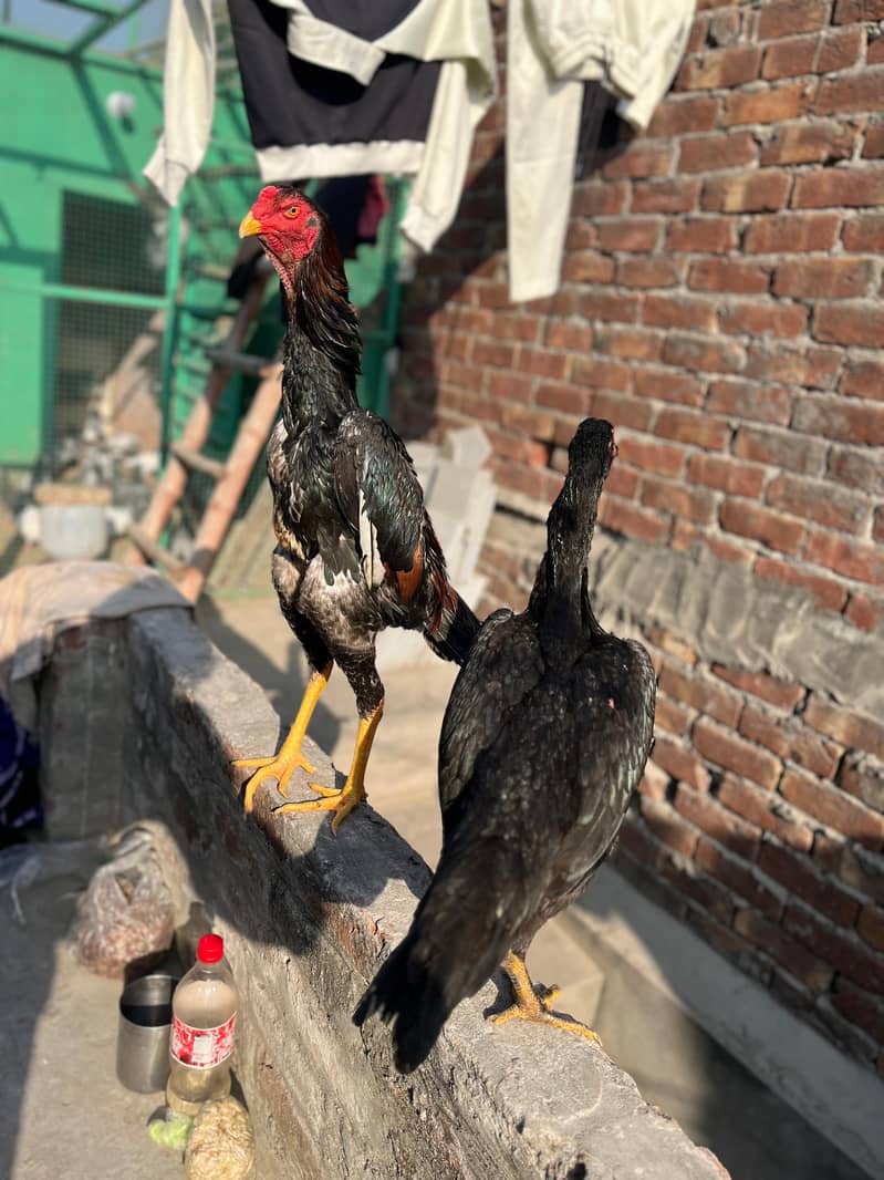 اصیل شامو پیئر ہوم بریڈ ارجنٹ فور سیل 8