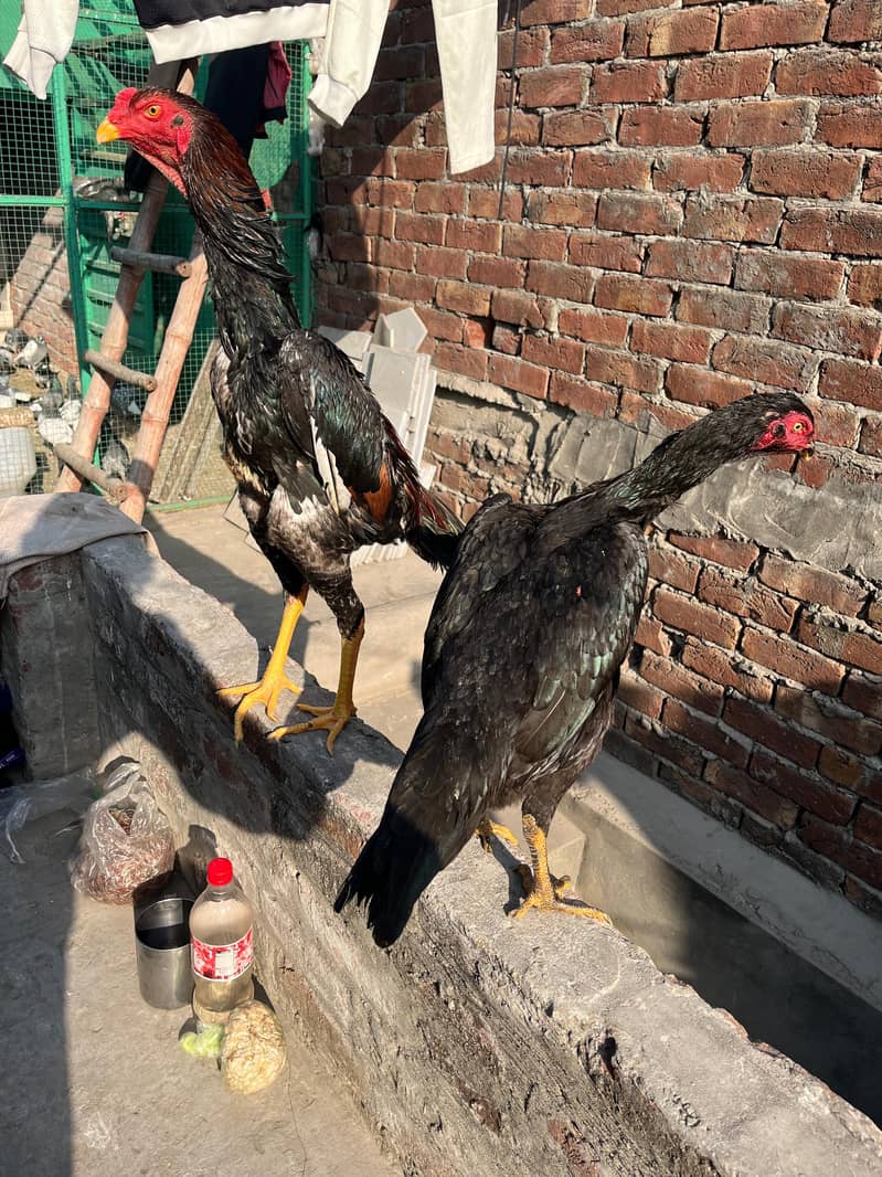 اصیل شامو پیئر ہوم بریڈ ارجنٹ فور سیل 9