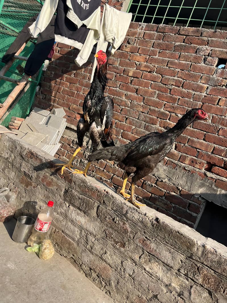 اصیل شامو پیئر ہوم بریڈ ارجنٹ فور سیل 10