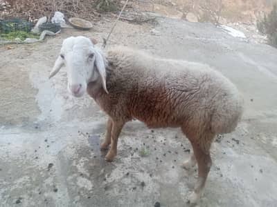 turkish beautiful sheep pet