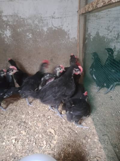 Australorp chicks viccinetd age 30 to 40 days