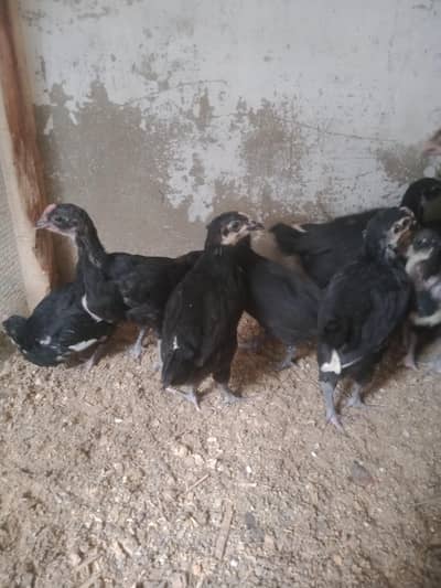 Australorp chicks viccinetd age 30 to 40 days