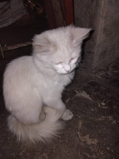 white pets for sale