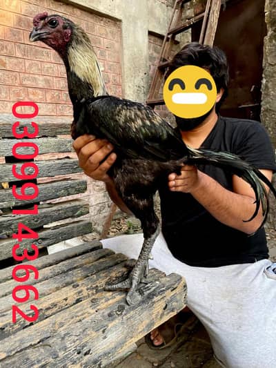 Thai dragon black skin male and Thai pakoye female healthy and active