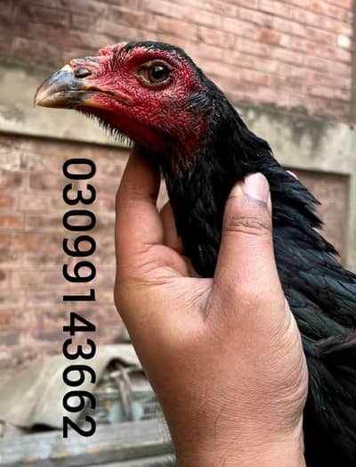 Thai pakoye female healthy and active