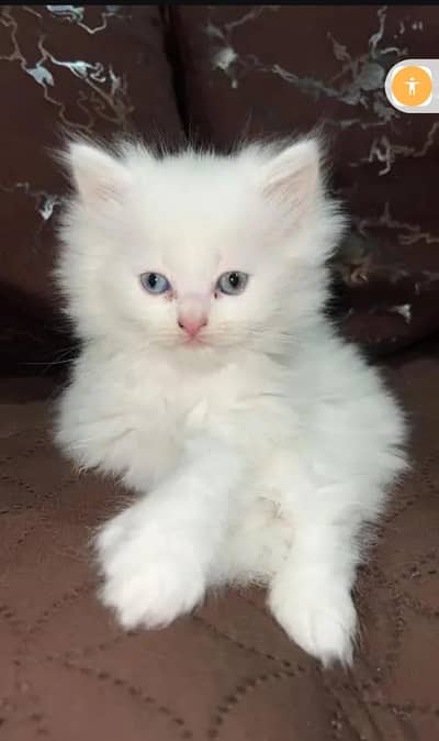 Triple cooted Persian kittens for sale