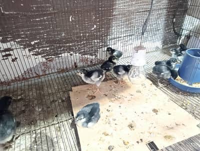 Australorp heritage chicks