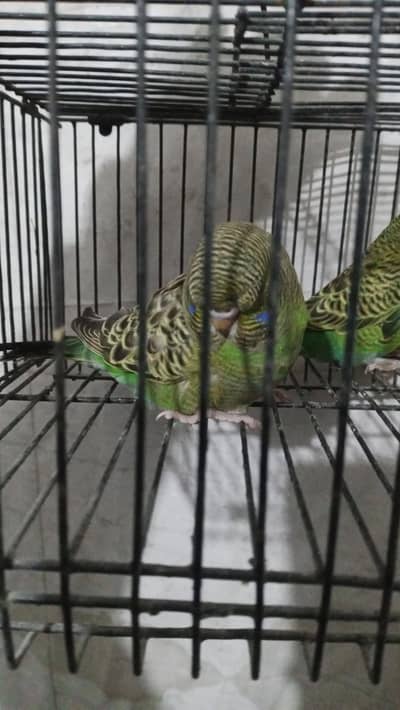 Black face budgies parrot pair