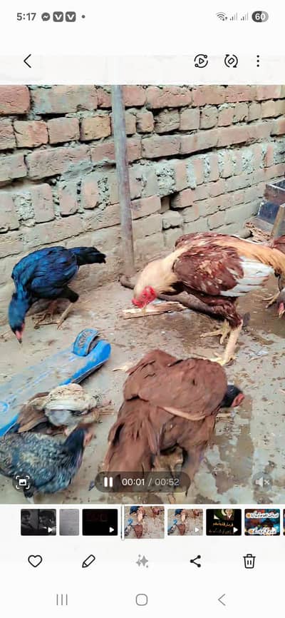 aseel murghay or murgian or bachay