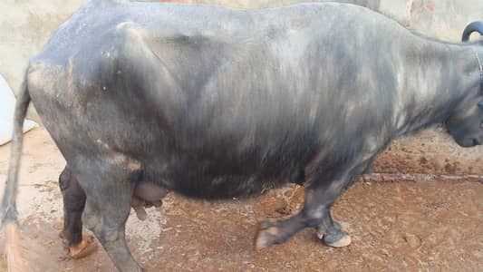 Buffalo for sale