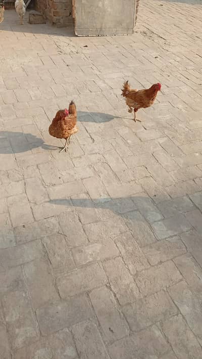 dasi murgi for sale ande dati Hain  03230436004