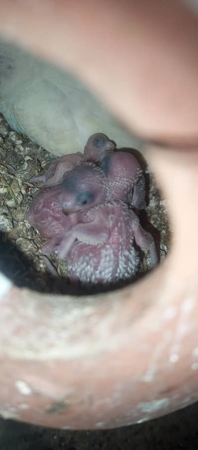 buggies parrot breeder pair only call or WhatsApp3494742946