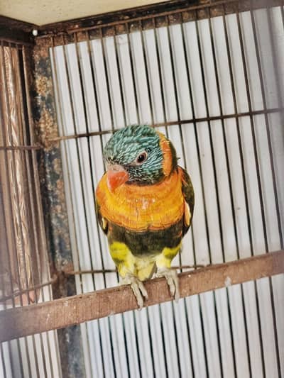 Olive red collar lori
