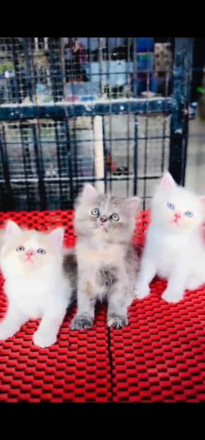 Quality Persian Punch face cat & kitten is03062848895Whatsapp