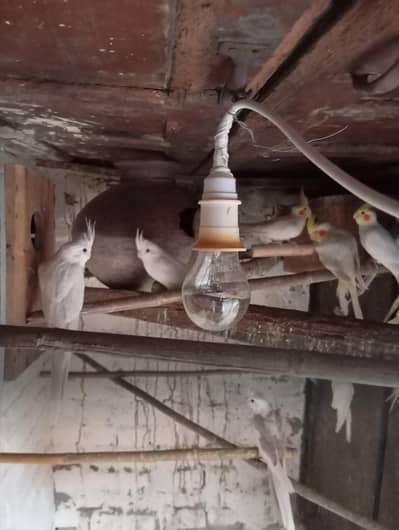 cocktail pairs all breader