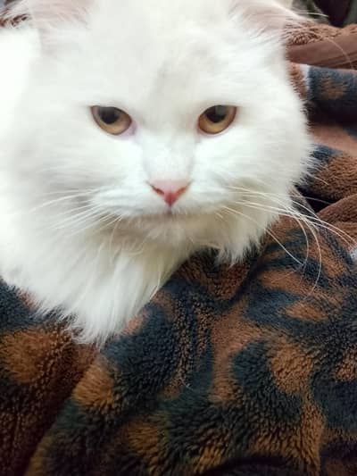 treepal code friendly male