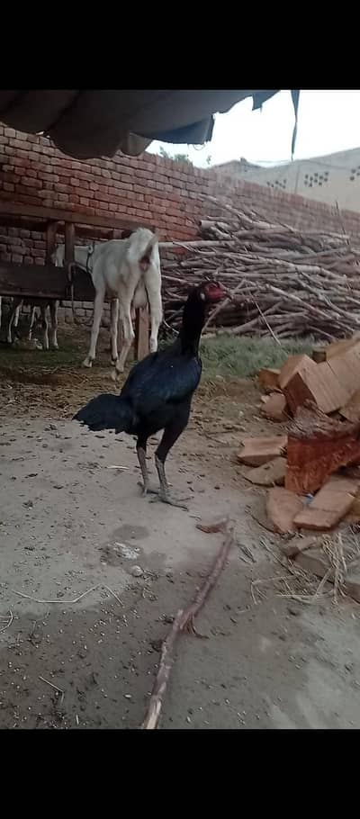 pure burmi male murgal for sale