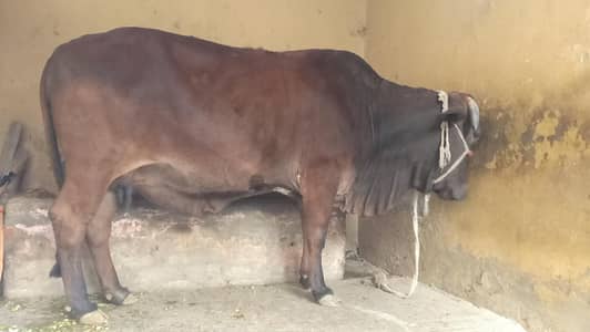 high quality cow your 325"""65""" 98"""109