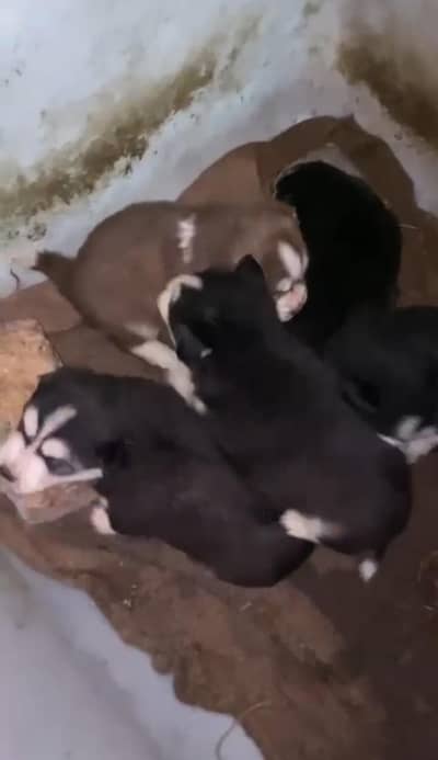 Golden Retriever and call 03355550785  German Shepherd and Husky