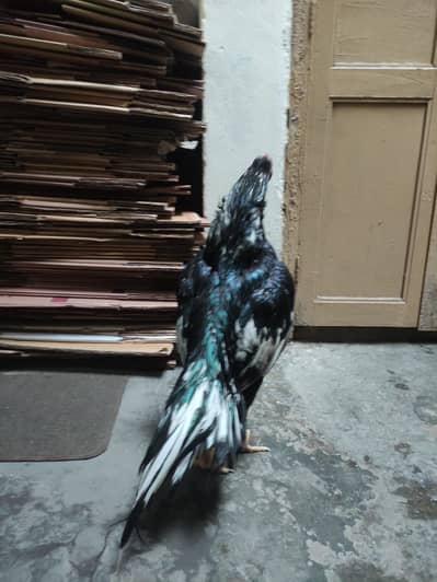 pure lasani aseel pair haa mere ghar paly hue han bacho ki garantee ha