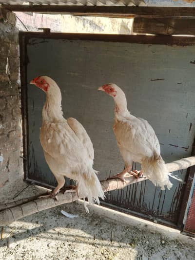 paper white heera whtsap 03135603400