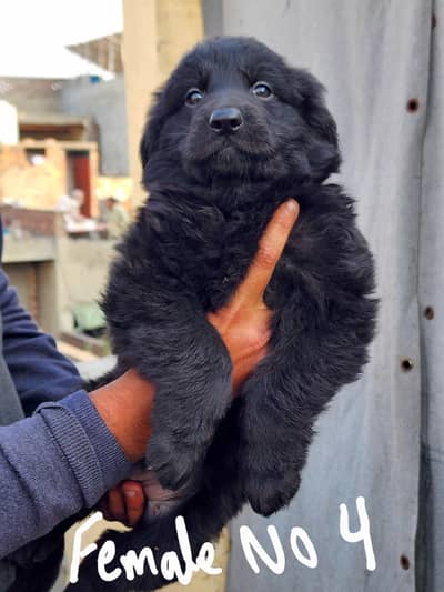 German Shepherd Long Coat Puppies