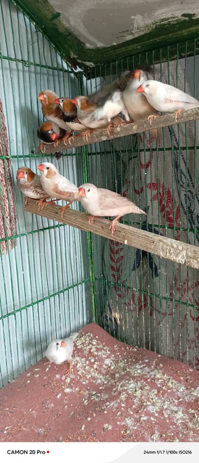 haf orange Finch mutation 3b 2b