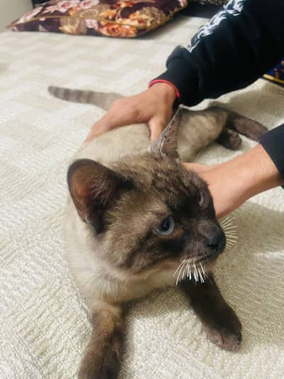 Siamese male adult for sale