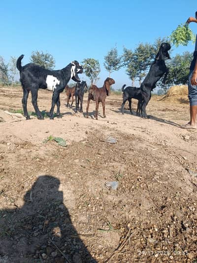 Goat | Bkra | Betal Goat | Nagra Goat | Rajnpuri Goat | بکرا | Goat