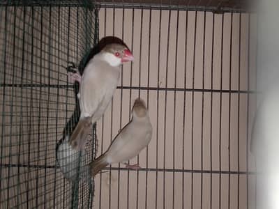 yong pear fresh pies argent sale