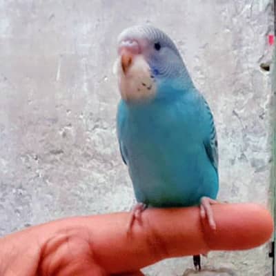 Budgie Hand Tame Baby Australian parrot