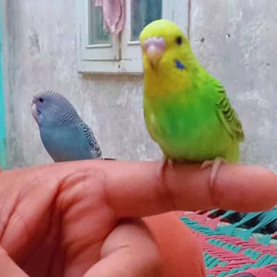 Budgie Hand Tame Baby Australian parrot