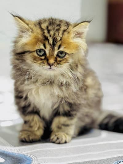 Persian kitten