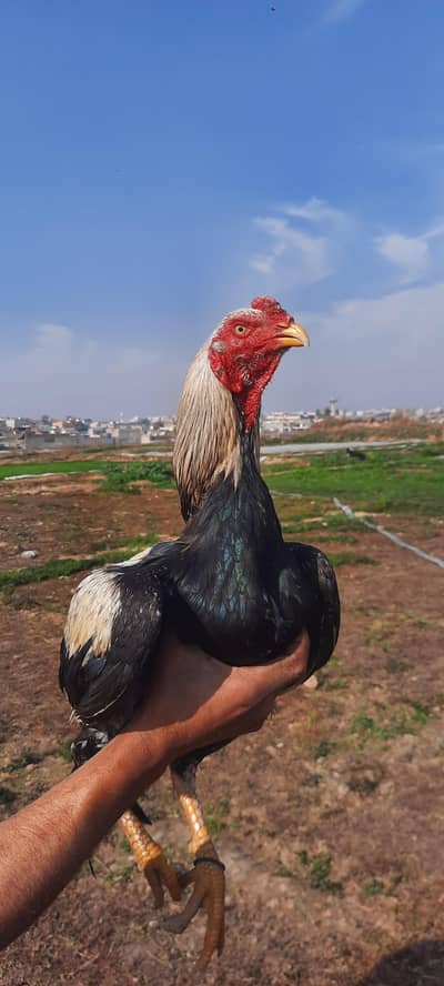 Jawa Aseel Murgha Home Breed