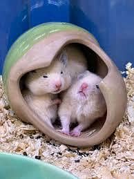hamsters available  per piece 8000
