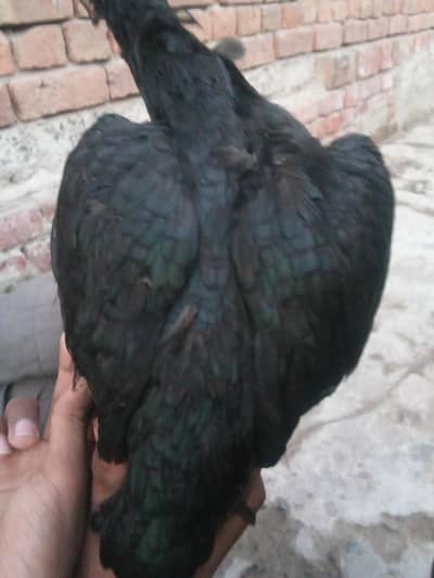 aseel mhuski murgi for sale ande de rahi  hai