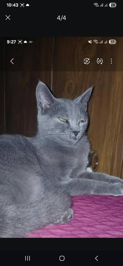 Russian blue cat