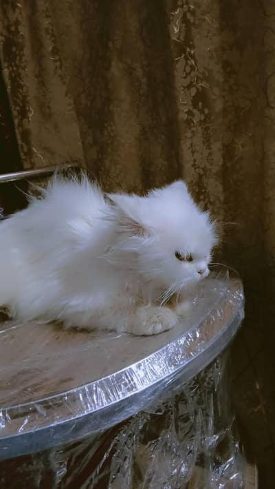 persian female cat
