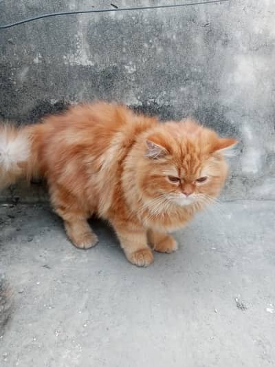 Persian cat