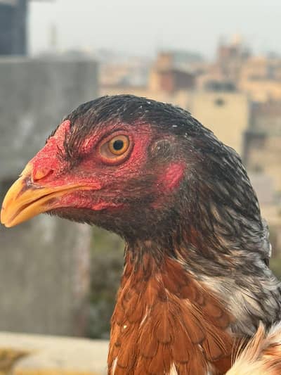 Aseel hens for sale beautiful and  healthy