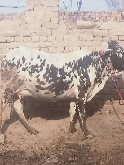 pahla soa cow cholesterol  jercy dhod 8 kg Sath vasha