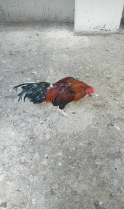 Aseel healthy, active and heavy males available for sale